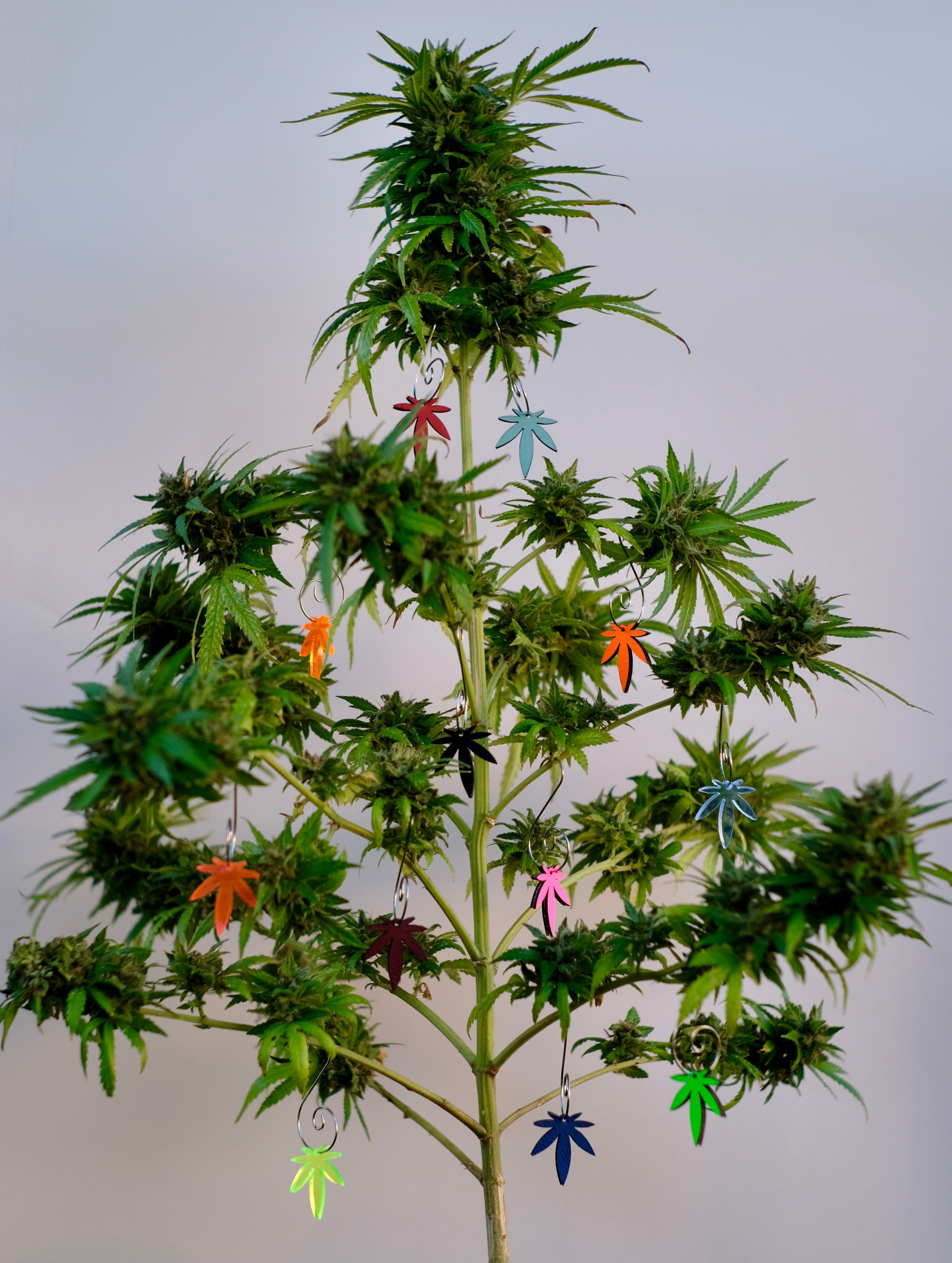 Mature cannabis plant with decorative leaf-shaped ornaments on a plain background